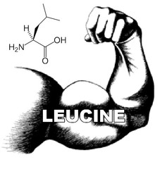 leucine-benefits