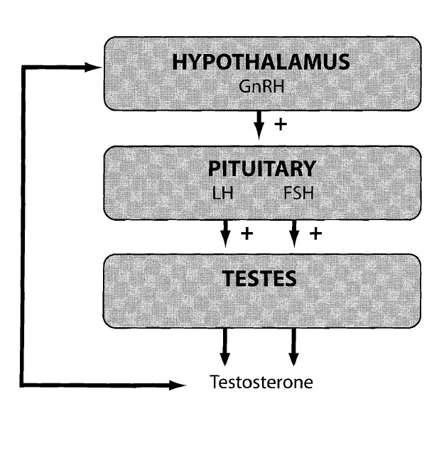 Hypo Pit Testes