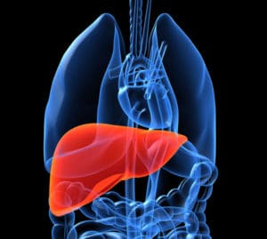 highlighted-liver-in-human-body