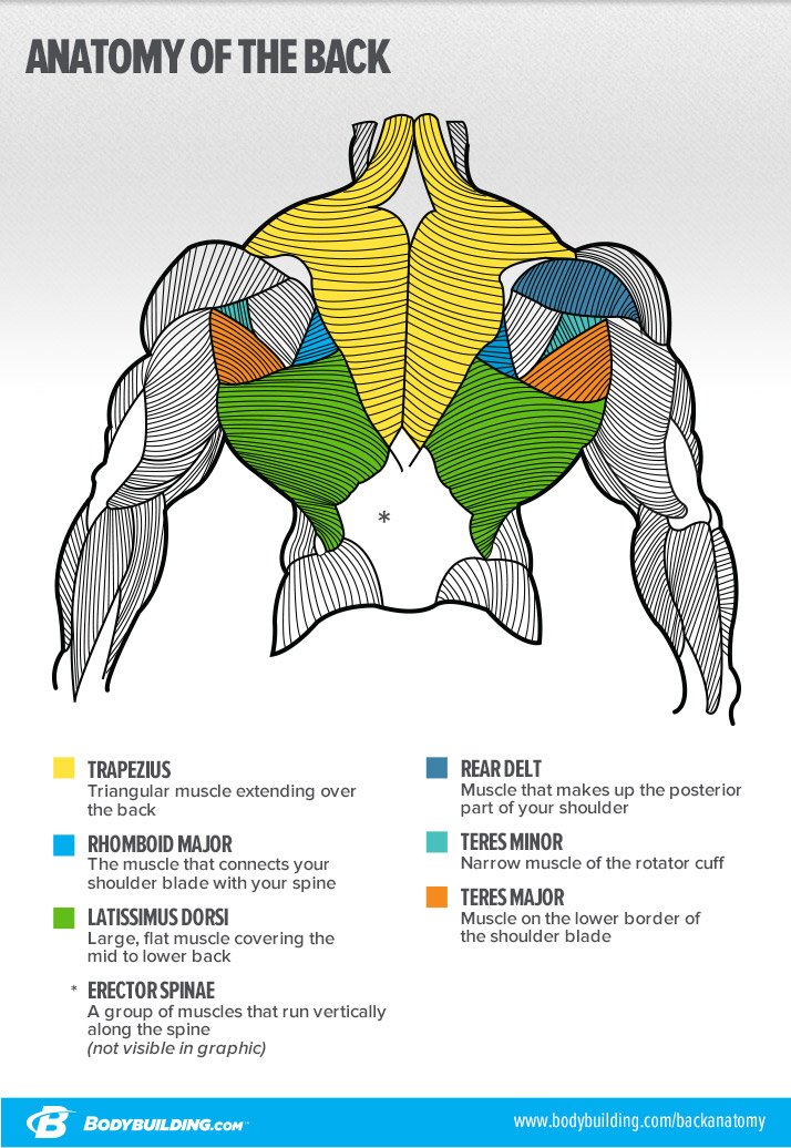 Anatomy of the back infographic
